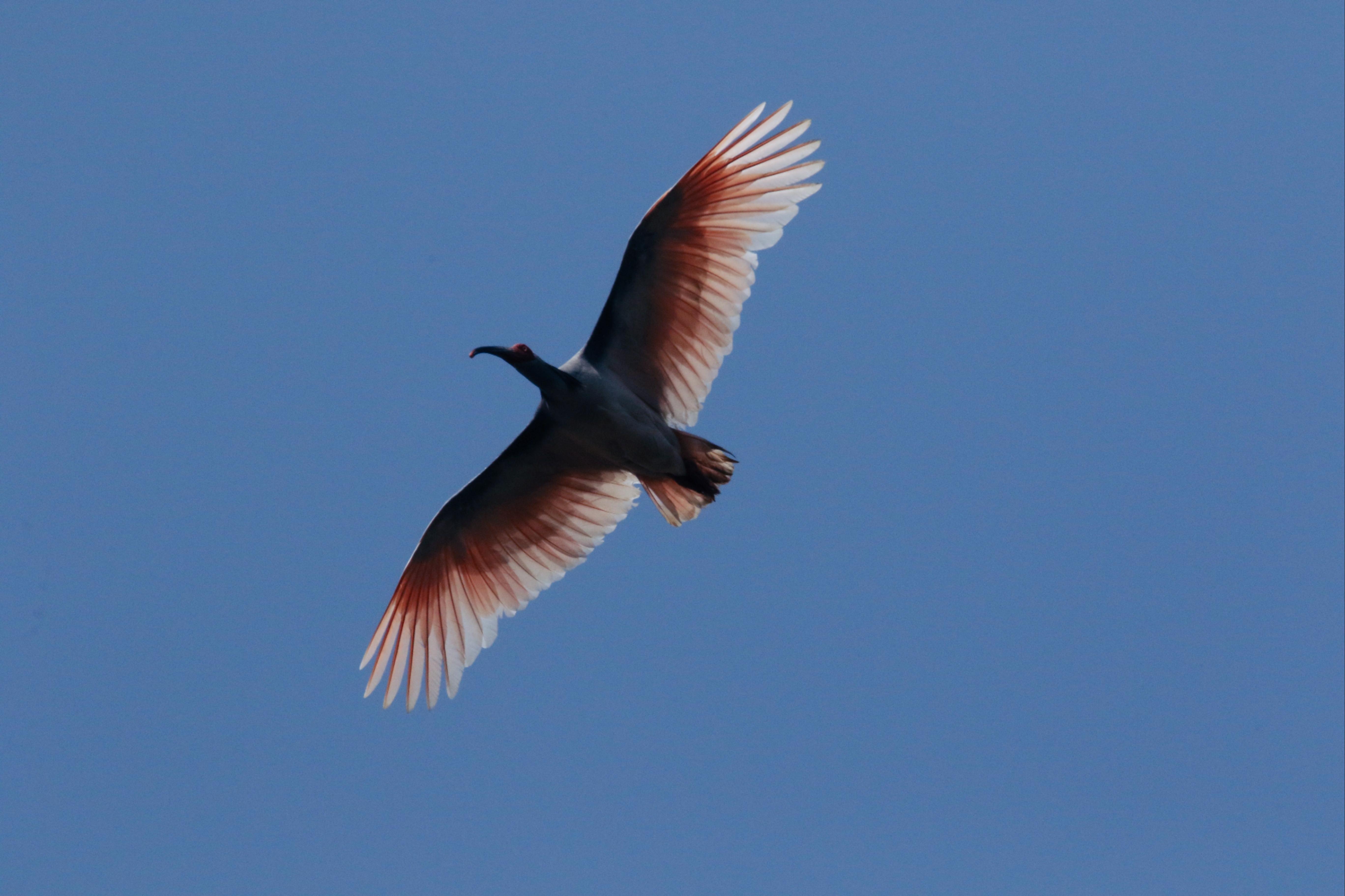 北京师范大学鸟类学研究团队在《自然·通讯》发文