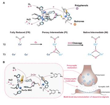 北京师范大学化学学院毛兰群和吴菲教授课题组在Science Advances发表重要研究结果：人工金属酶实现鼠脑内多巴胺水平的调控